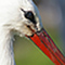 Bird Videos
