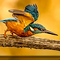 Kingfishers