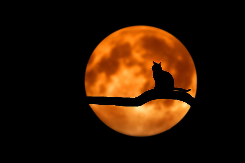 Bloody moon & cat -> 20.05.2015 up 2019