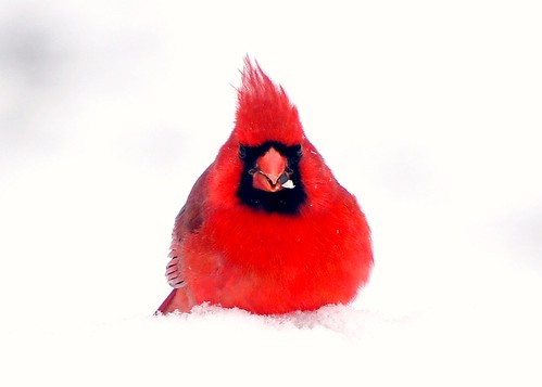 Cold and Hungry