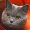 Cats! Cats! Cats!