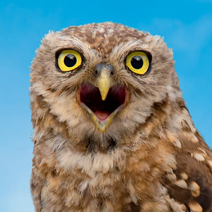 Owls (Wild Only)
