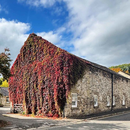 Virginia Creeper